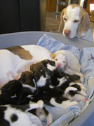 Beagles und Welpen Barsinghausen Hannover